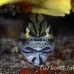 cardinalfish_fiveline_gma_si_h_0312_egy1398.jpg